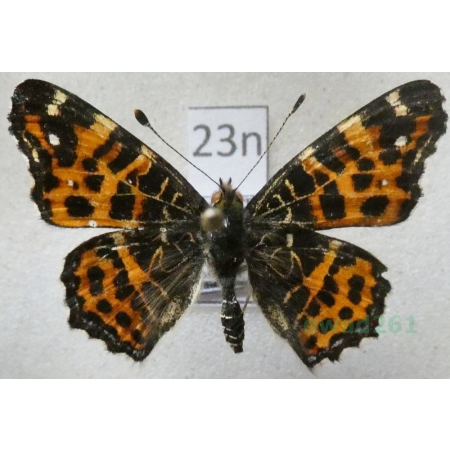 Araschnia levana (Linnaeus, 1758) male form Rusałka kratkowiec Poland23n